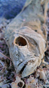 Thirst Photograph by Skip Hunt
