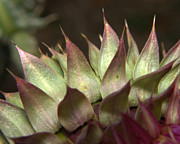 Thistle 2 Photograph by Karen Musick