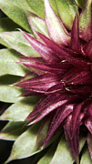 Thistle 4 Photograph by Karen Musick