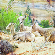 Three Big Horn Sheep Photograph by Natalie Rotman Cote