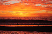 Three Seagulls At Sunrise Photograph by Robert Banach Three Seagulls At Sunrise Photograph by Robert Banach
