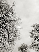 Three Trees Photograph by Linda Woods