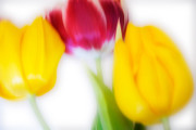 Three Tulips Photograph by Janet Burdon
