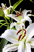 Three white lilies Photograph by Garry Gay