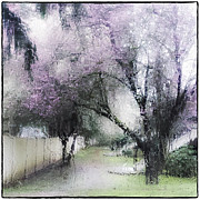 Through my Window Photograph by Lynn Wohlers