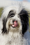 Tibetan Terrier Photograph by Brinkmann/Okapia