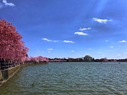 Tidal Basin Cherry Blossoms Photograph by Chris Montcalmo