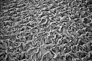 Tidal Sand patterns Photograph by Bruce Block