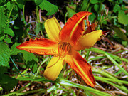 Tiger Lily Photograph by K Bradley Washburn Tiger Lily Photograph by K Bradley Washburn