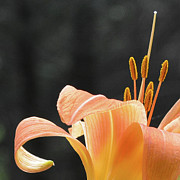 Tiger Lily Photograph by Tana Reiff