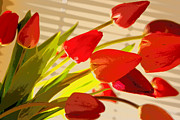 Tilted Tulips Photograph by Julie Lueders Tilted Tulips Photograph by Julie Lueders