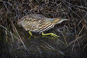 Tip Toeing Through the Grass Photograph by John Christopher