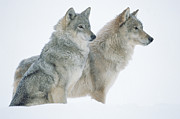 Timber Wolf Portrait Of Pair Sitting Photograph by Tim Fitzharris Timber Wolf Portrait Of Pair Sitting Photograph by Tim Fitzharris