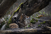 Timber Wolf Photograph by Randy Hall