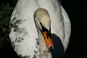 Timid Beauty Photograph by Linda Shafer