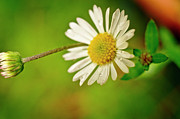 Tiny Daisy and Raindrops. Photograph by Elena Perelman