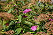 Tiny Pink Flowers Photograph by K Bradley Washburn Tiny Pink Flowers Photograph by K Bradley Washburn