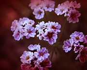 Tiny White Wild Flowers Photograph by Karen Musick