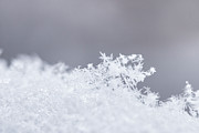 Tiny Worlds I Photograph by Ana V Ramirez