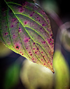 Tip of Autumn Photograph by Doug Gibbons