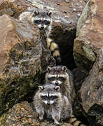 Tne Raccons Photograph by Jerry Cahill