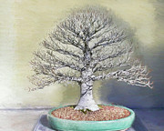 To Admire a Beech in Winter Photograph by Marilyn Cornwell