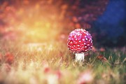 Toadstool Story Photograph by Jaroslav Buna