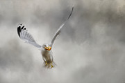 Toast For Breakfast Bird Art Painting by Jai Johnson