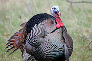 Tom Turkey Portrait Photograph by Brook Burling