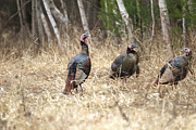 Tom Turkeys Photograph by Brook Burling