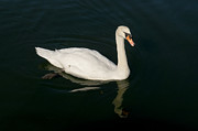 Tour de Swan. Un. Photograph by Elena Perelman