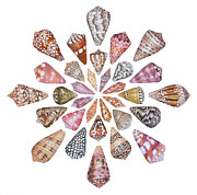 Toxic Tango III Cone Shells Painting by Lucy Arnold