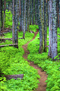 Trail through the forest Photograph by Bruce Block