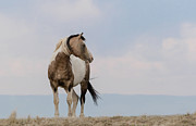 Traveler Photograph by Ronnie And Frances Howard