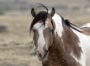 Traveler Photograph by Ronnie And Frances Howard