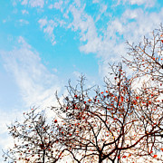 Tree #2 Photograph by Julie Gebhardt
