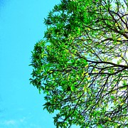 Tree #3 Photograph by Julie Gebhardt