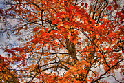 Tree Against the Shattered Sky Photograph by Mike Smale