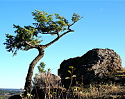 Tree and Rock Photograph by Ben Upham III Tree and Rock Photograph by Ben Upham III