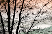 Tree Branches  Photograph by James BO Insogna