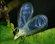 Tree Cricket Photograph by Ben Upham III