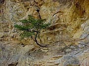 Tree from Rock Photograph by Allen Nice-Webb Tree from Rock Photograph by Allen Nice-Webb