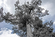 Tree in Agawa Canyon Photograph by Kathy Paynter