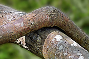 Tree Legs Photograph by Jon Exley