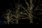 Tree Lights Photograph by Louis Dallara