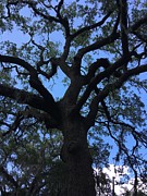 Tree of Life Photograph by Pamela Henry Tree of Life Photograph by Pamela Henry