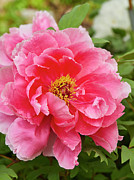 Tree peony Photograph by Garden Gate magazine