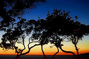 Tree Silhouette at Twilight Photograph by Beth Myer Photography