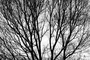 Tree Silhouettes in Black and White Photograph by James BO Insogna