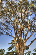 Tree to the Heavens Photograph by Mathias 